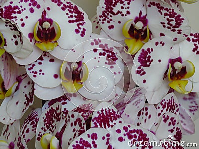 Spotted purple white gorgeous bloom of Phalaenopsis, â€œmoth orchidsâ€. Beautiful exotic flowers indoor plants. Stock Photo
